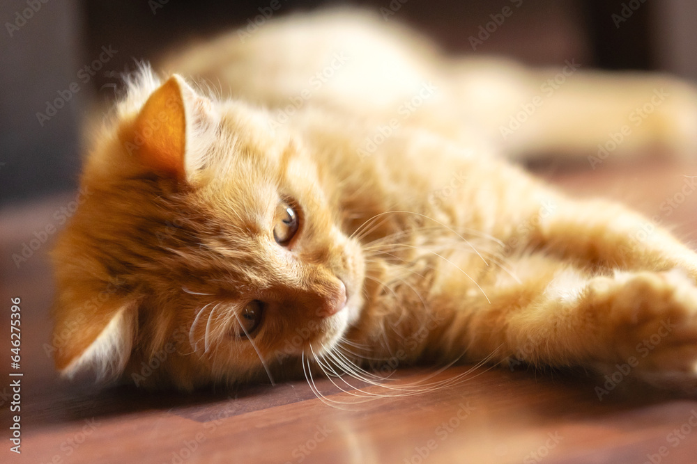 Portrait of lying playful ginger cat kitten on the floor, indoors