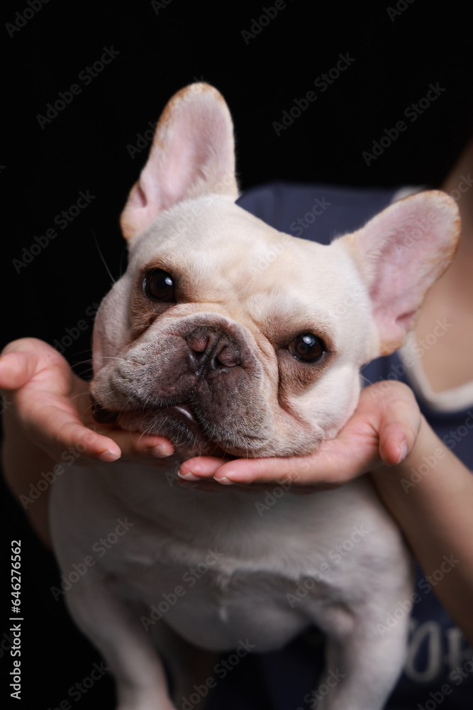 Close-up shot of french bulldog indoors on black background, studio lighting Close-up shot of french bulldog indoors on black background, studio lighting
