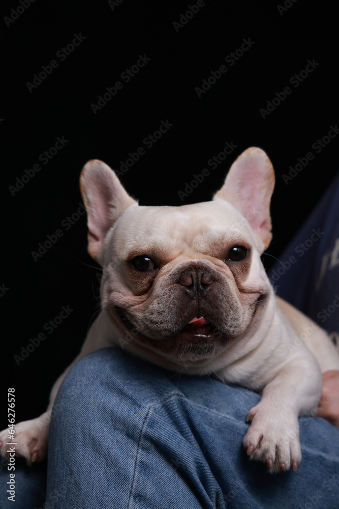 Close-up shot of french bulldog indoors on black background, studio lighting