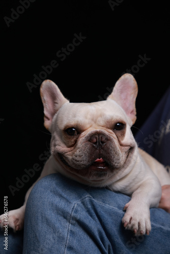 Close-up shot of french bulldog indoors on black background, studio lighting © wei