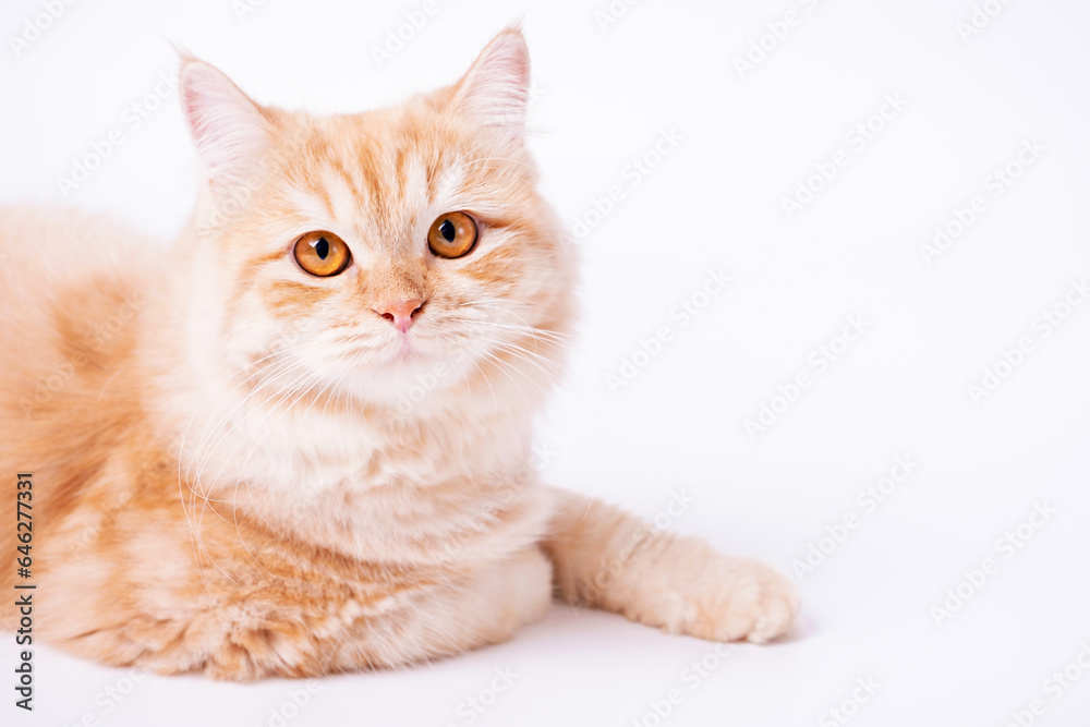 Portrait of a ginger cat lying on a white background close-up.