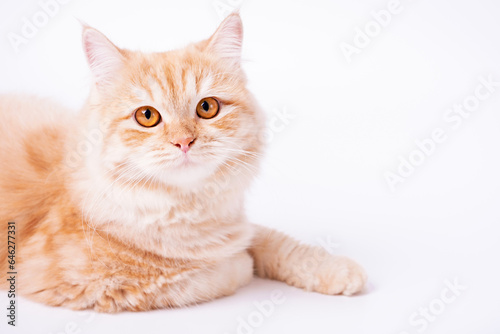 Portrait of a ginger cat lying on a white background close-up.