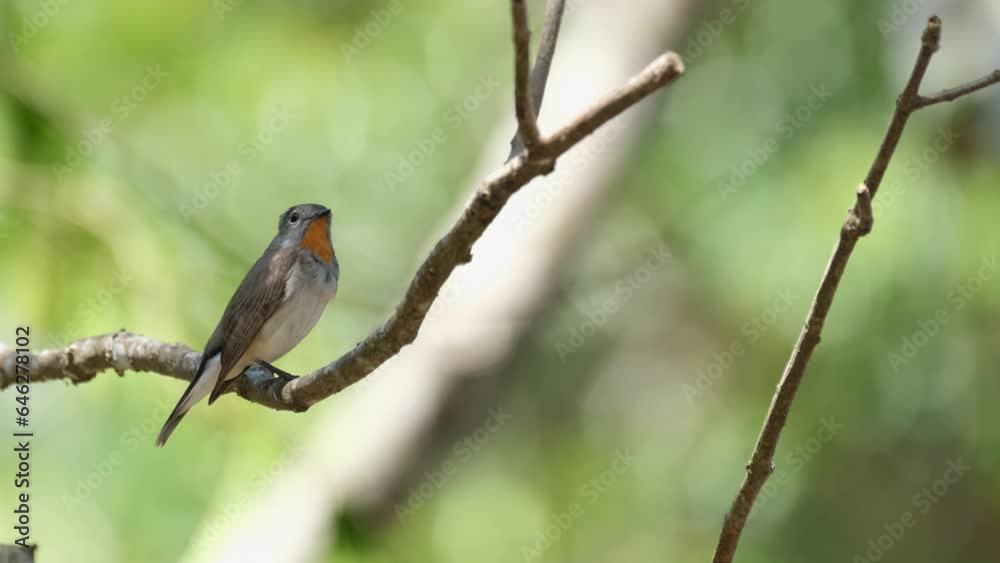 Looking around its surroundings, a tiny Red-throated Flycatcher, Ficedula albicilla is perching on a small branch of a tree inside Khao Yai National Park in Thailand. Looking around its surroundings, a tiny Red-throated Flycatcher, Ficedula albicilla is perching on a small branch of a tree inside Khao Yai National Park in Thailand.