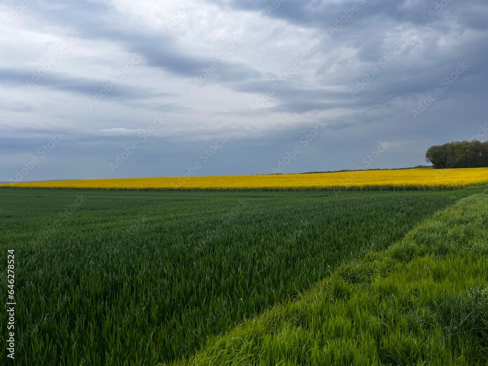 Obraz premium field and blue sky