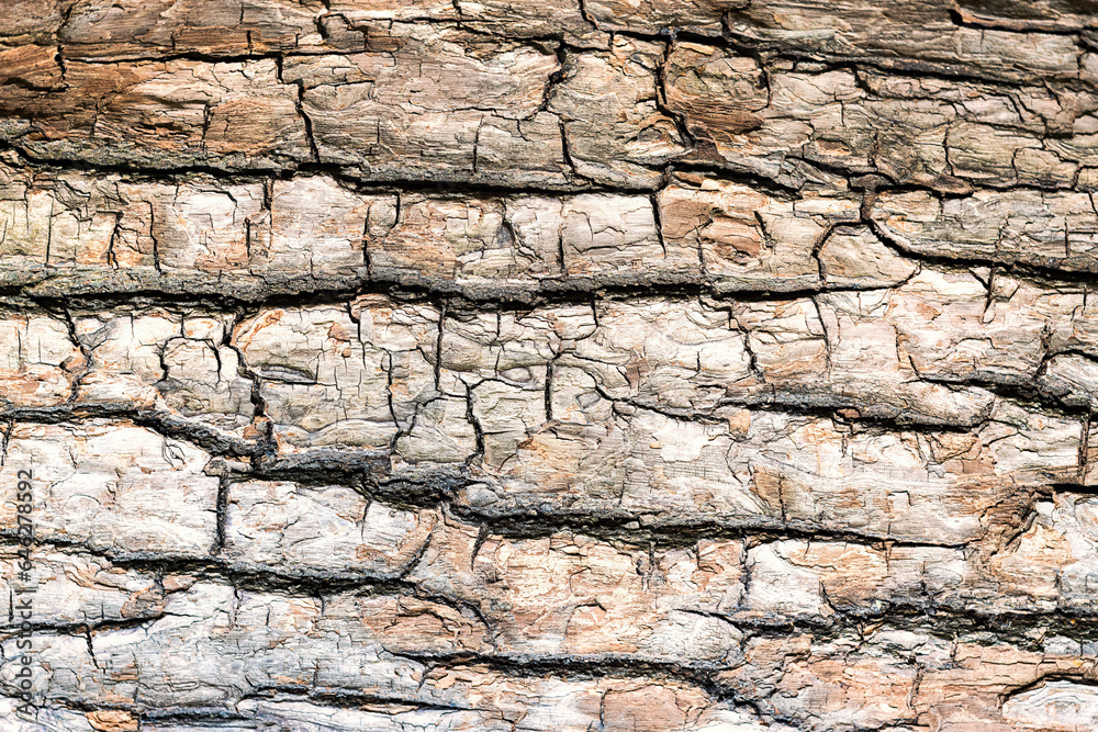 Natural wooden background. The bark of a large tree Natural wooden background. The bark of a large tree