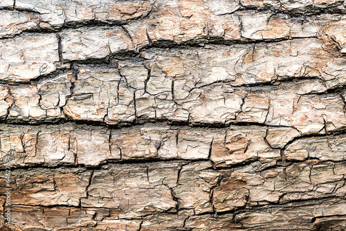 Natural wooden background. The bark of a large tree