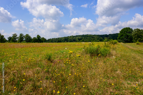 Landscape photo of a green, yellow grass field at the edge of the forest. With a blue sky with large white clouds.