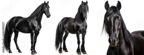 black horse collection (portrait, standing), animal bundle isolated on a white background as transparent PNG