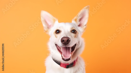 a happy dog ​​on a color background