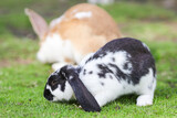 European rabbit, Common rabbit, Bunny, Oryctolagus cuniculus sitting on a meadow