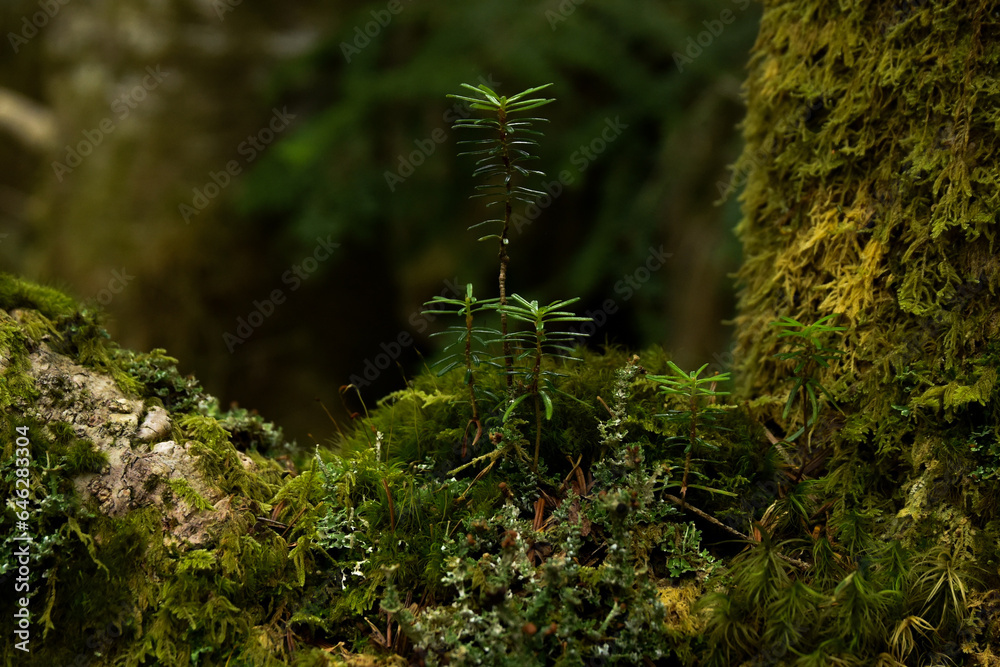fern in the forest