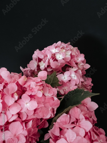 Pink hydrangea flowers on a black background close-up