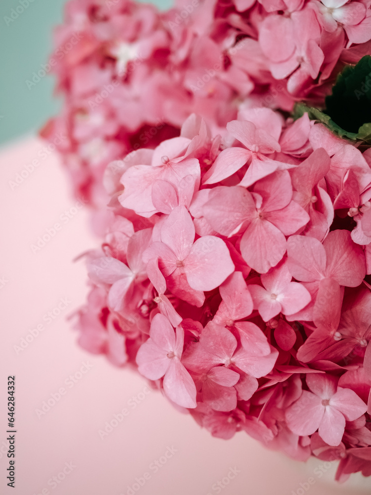 Fototapeta premium Pink hydrangea flowers on pink background close up