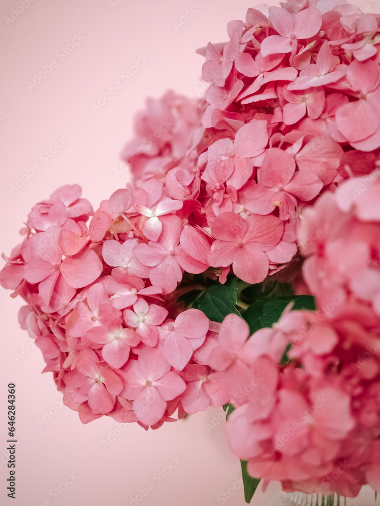 Pink hydrangea flowers on pink background close up Pink hydrangea flowers on pink background close up