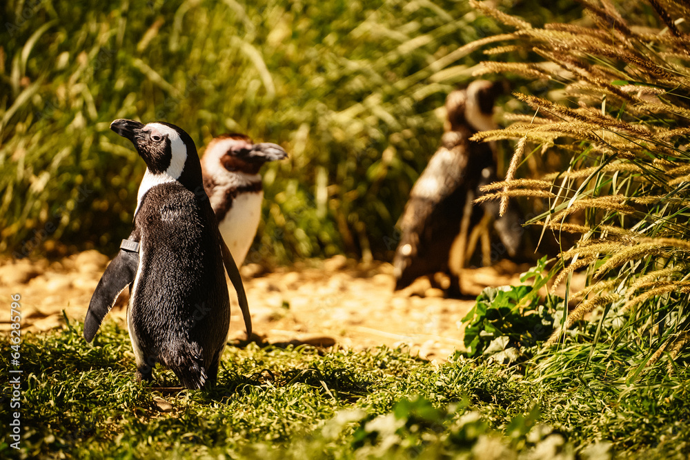 Obraz premium Pinguoin