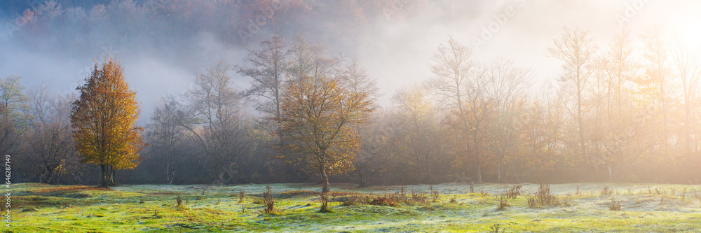 autumn trees with yellow leaves in the morning fog. autumn banner autumn trees with yellow leaves in the morning fog. autumn banner