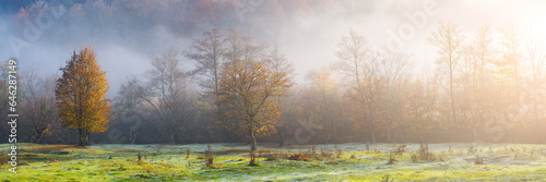 autumn trees with yellow leaves in the morning fog. autumn banner