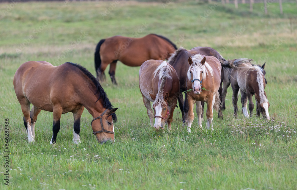 Group of horses eating grass in field Group of horses eating grass in field