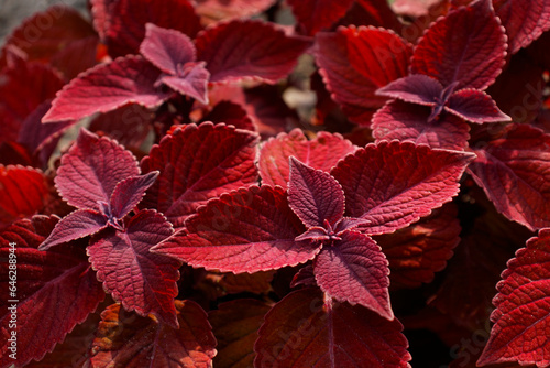 Bright coleus flowers growing in a flower bed. Option for landscaping parks and flower beds of the city
