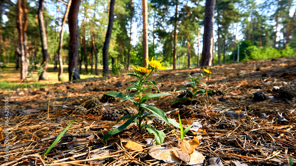 Yellow wild medicinal useful herbal flower Elecampane in a forest sunny meadow Yellow wild medicinal useful herbal flower Elecampane in a forest sunny meadow