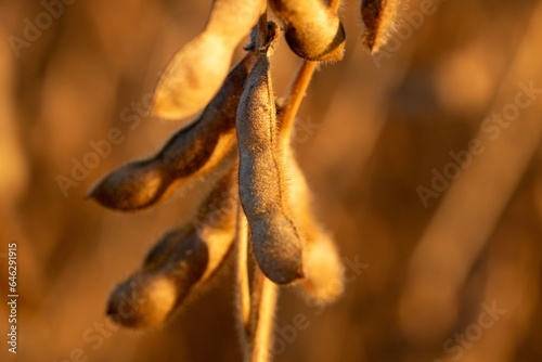 Golden soybean plants