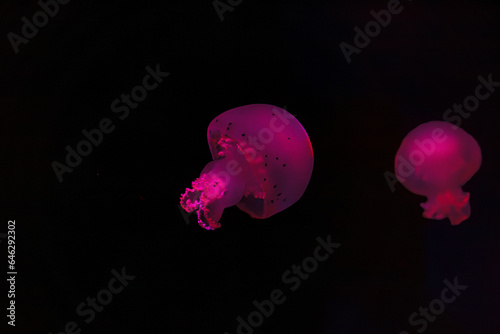 underwater shooting of beautiful cannonball jellyfish photo