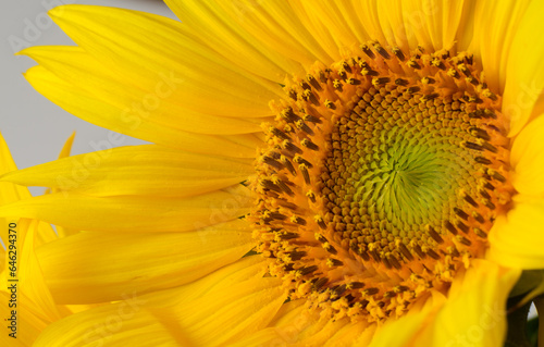 Beautiful Yellow Sunflower Close up. Summertime floral background with a selective focus macro shot of bright Sunflower.