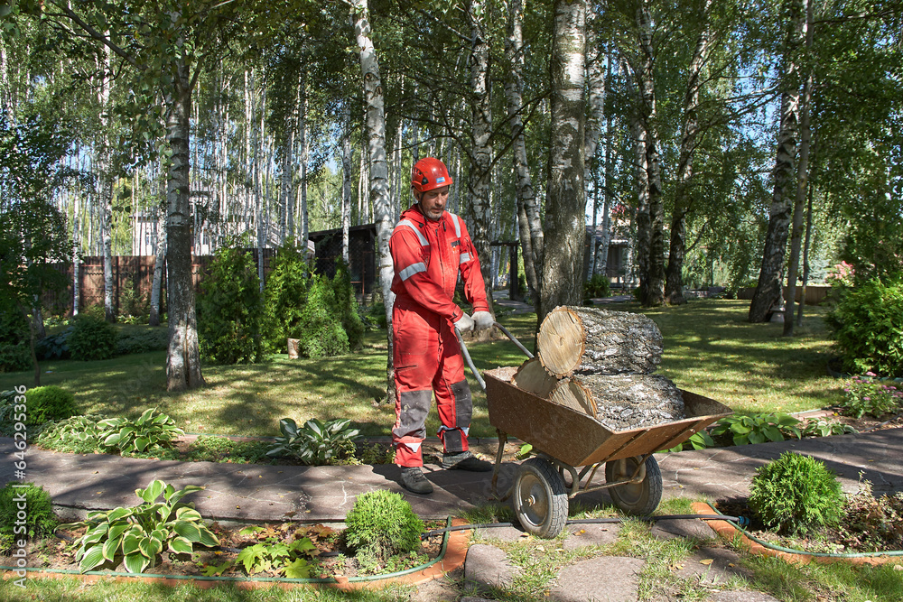 A man removes a tree. Tree surgeon. A man removes a tree. Tree surgeon.