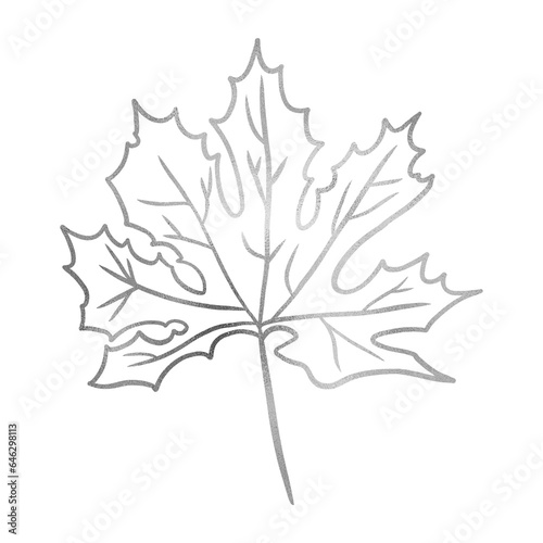 Silver Maple Leaf Drawing