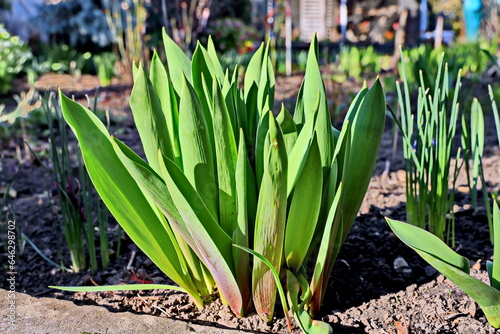 Green plants, sprouts and leaves of bushes in the spring home garden. Close-up view. 