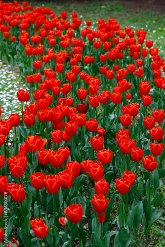 Tulip flowers. Many red tulips flower in the garden. Vertical view