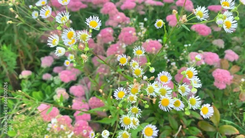 pink and white flowers