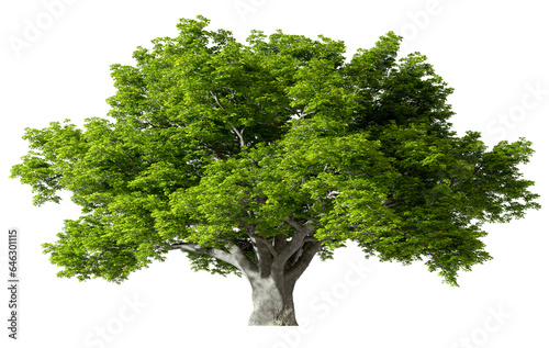 Fototapeta Naklejka Na Ścianę i Meble -  Big tree standing growth cut-out transparent backgrounds 3d rendering png
