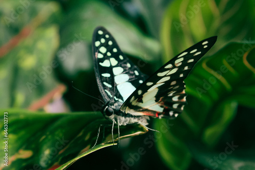 butterfly on leaf © Insan