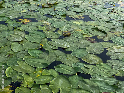 Close-up lotus flower petals on the lake