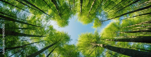 Into green canopy. Tranquil forest scene. Sunny day. Reaching for sky. Nature umbrella. Trees and sunlight in woods