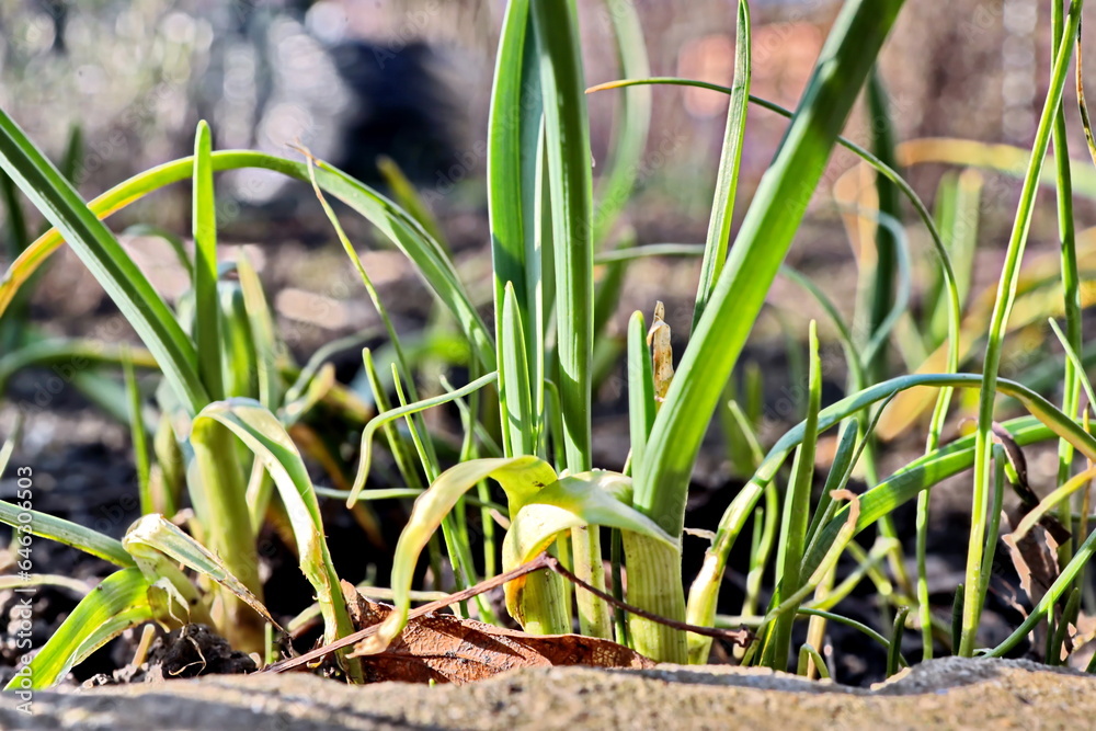Obraz premium Green plants, sprouts and leaves of bushes in the spring home garden. Close-up view. 