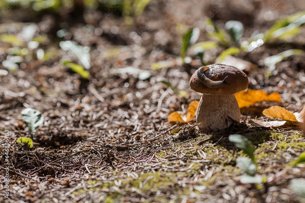 A noble, royal mushroom. White mushroom boletus. Porcini mushrooms in the spruce forest. Beautiful texture of nature background.