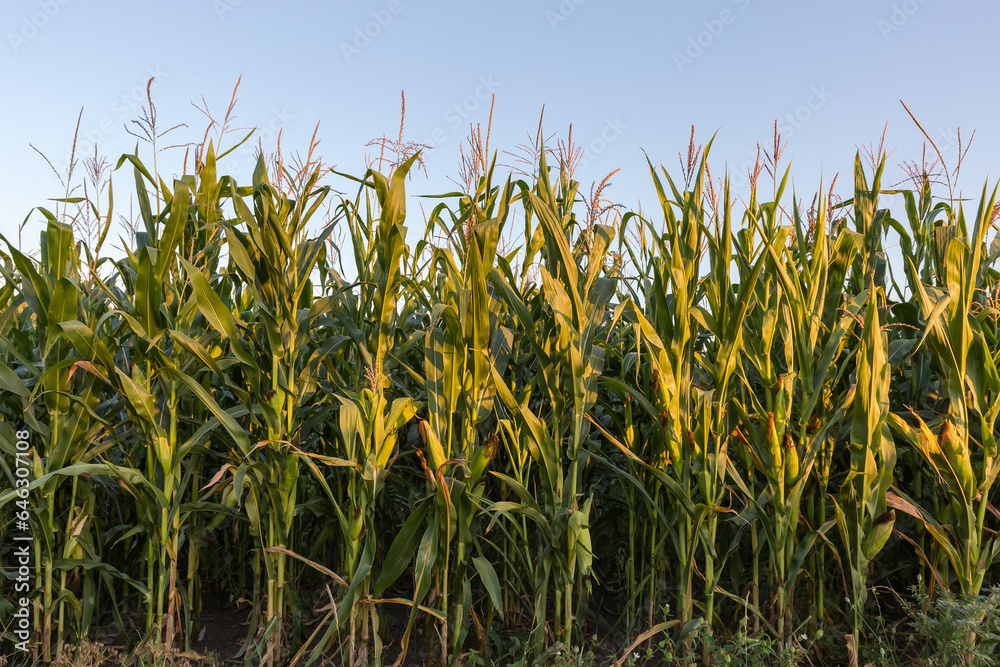 Naklejka premium Ripening corn on the field edge in evening light