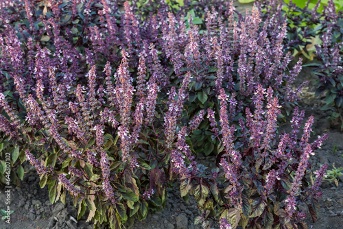 Bushes of the blooming purple basil on a field