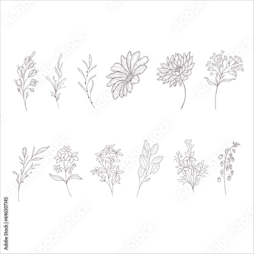 Set of Flowers and Branches. Line Art Illustration.