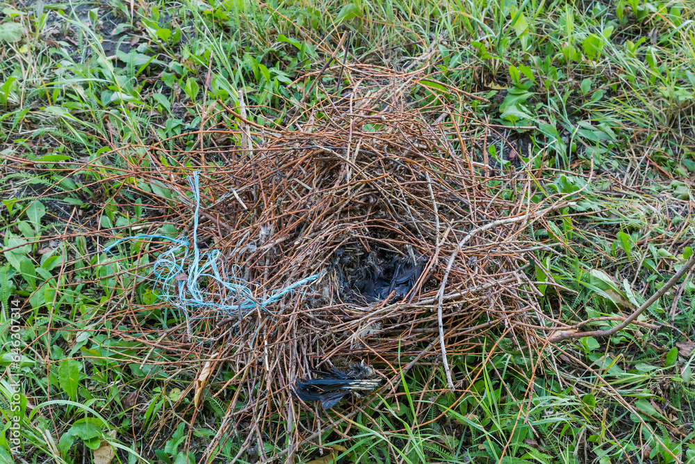 Fallen nest with remains of black chick on a meadow Fallen nest with remains of black chick on a meadow