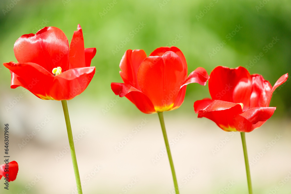 Beautiful spring tulipTulips close-up. Three tulips. Beautiful spring tulips. Beautiful spring tulipTulips close-up. Three tulips. Beautiful spring tulips.