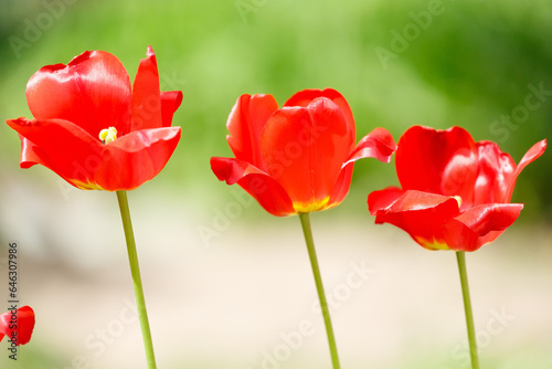 Beautiful spring tulipTulips close-up. Three tulips. Beautiful spring tulips.