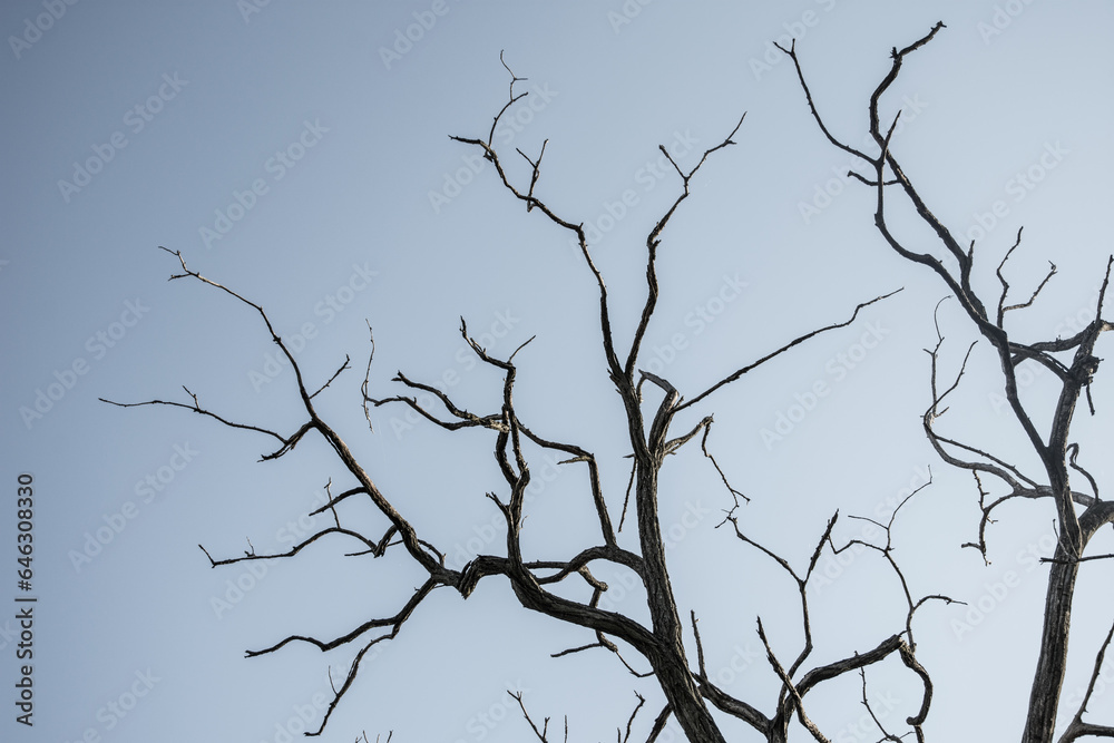 Fototapeta premium Dry tree branches. View from the bottom of the tree, no leafs against and blue sky.
