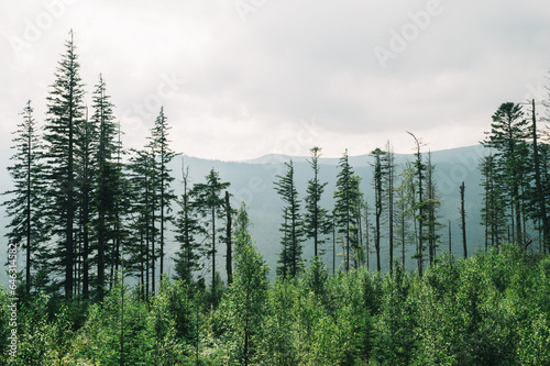 Silhouette of trees, alpine landscape with cedars in the mountains