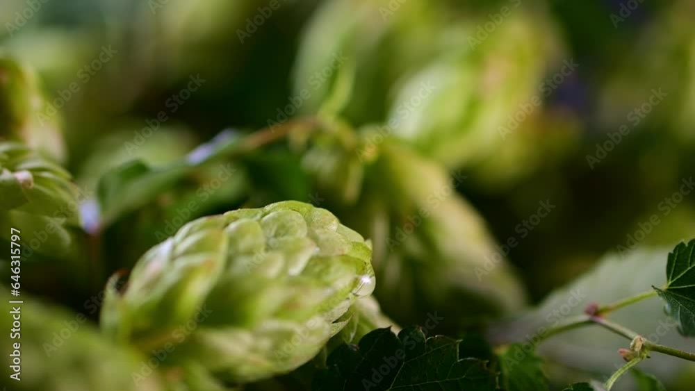 Close-up: hop cone with water droplet in slow-motion; textured background with cool light contrasts. Close-up: hop cone with water droplet in slow-motion; textured background with cool light contrasts.