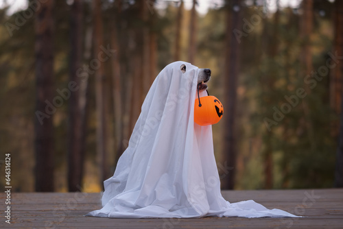 A dog in a ghost costume for Halloween. A golden retriever sits in a fall park holding a pumpkin-shaped candy bucket in his teeth for the holiday.