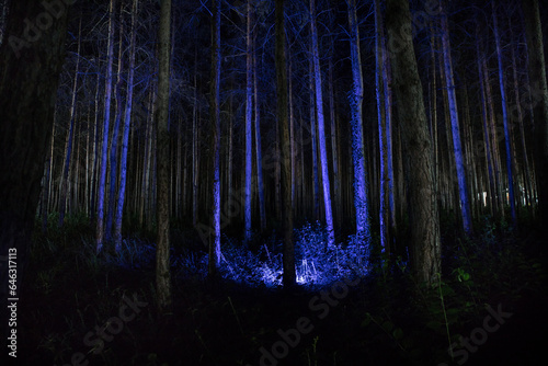 magical lights sparkling in mysterious forest at night. Nightmare pine forest.