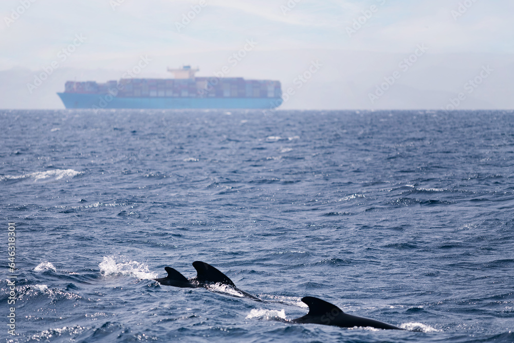 Fototapeta premium family of dolphins swimming in front of a cargo ship, concept of marine wildlife and maritime traffic of goods